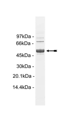 Eurofins DiscoverX Met Protein, Active 10 &mu;g | Buy Online | Eurofins DiscoverX | Fisher Scientific